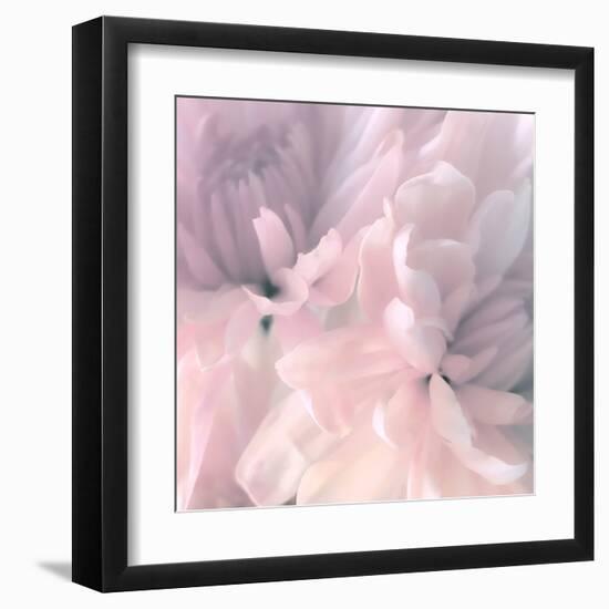 Chrysanthemum Pink Blush I-David Pollard-Framed Art Print