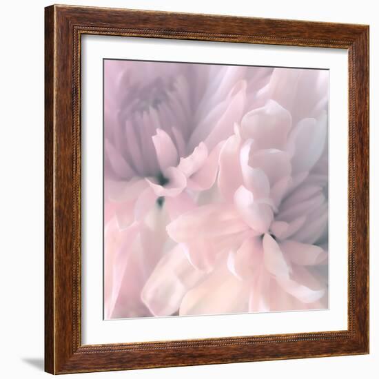 Chrysanthemum Pink Blush I-David Pollard-Framed Art Print