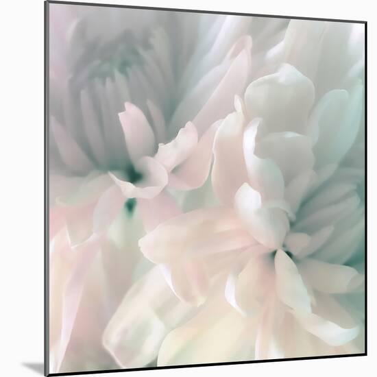 Chrysanthemum Pink & Cyan I-David Pollard-Mounted Art Print