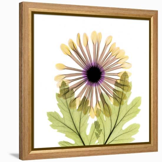 Chrysanthemum Pop-Albert Koetsier-Framed Premier Image Canvas