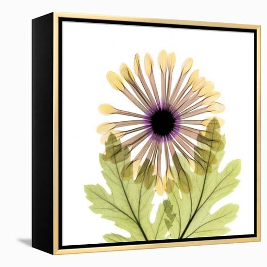 Chrysanthemum Pop-Albert Koetsier-Framed Premier Image Canvas