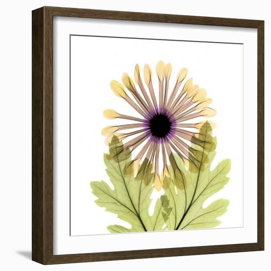 Chrysanthemum Pop-Albert Koetsier-Framed Photographic Print