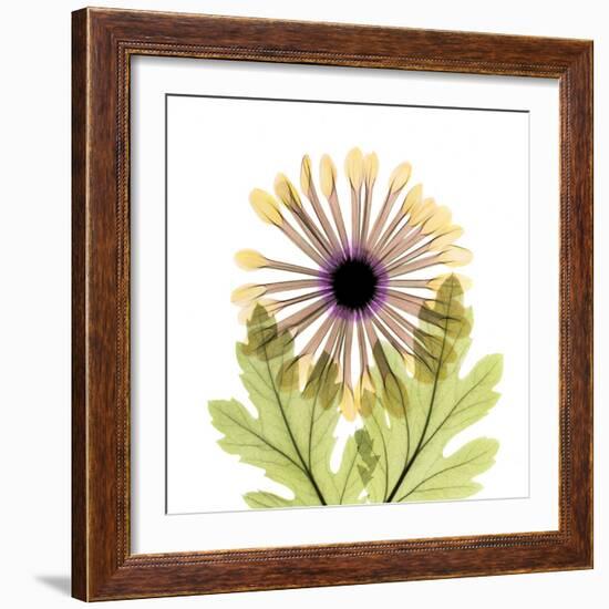 Chrysanthemum Pop-Albert Koetsier-Framed Photographic Print