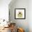 Chrysanthemum Pop-Albert Koetsier-Framed Photographic Print displayed on a wall