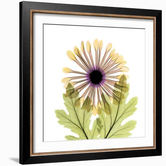 Chrysanthemum Pop-Albert Koetsier-Framed Photographic Print