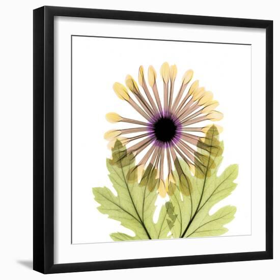 Chrysanthemum Pop-Albert Koetsier-Framed Photographic Print