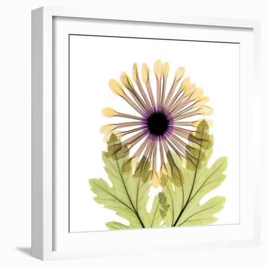 Chrysanthemum Pop-Albert Koetsier-Framed Photographic Print