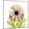 Chrysanthemum Pop-Albert Koetsier-Mounted Photographic Print