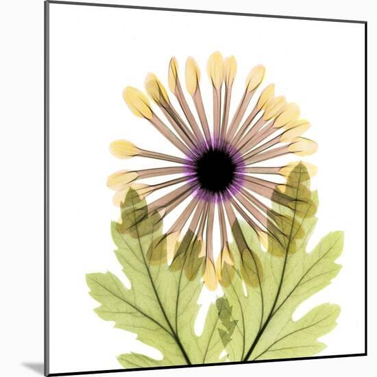 Chrysanthemum Pop-Albert Koetsier-Mounted Photographic Print