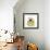 Chrysanthemum Pop-Albert Koetsier-Framed Photographic Print displayed on a wall