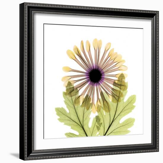 Chrysanthemum Pop-Albert Koetsier-Framed Photographic Print