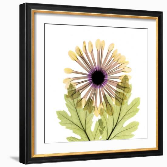 Chrysanthemum Pop-Albert Koetsier-Framed Photographic Print