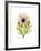 Chrysanthemum Portrait-Albert Koetsier-Framed Premium Giclee Print