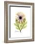 Chrysanthemum Portrait-Albert Koetsier-Framed Premium Giclee Print