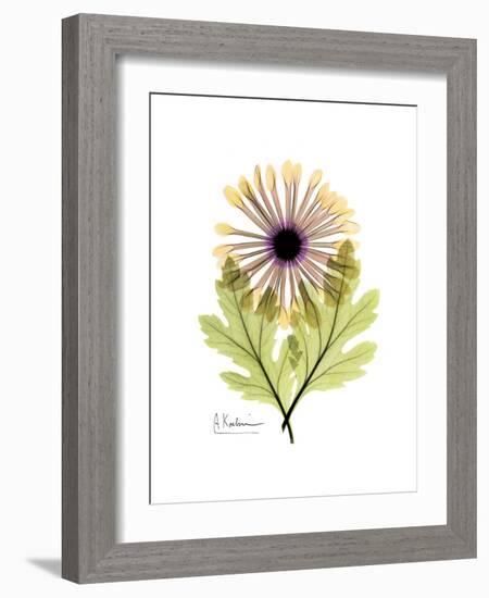 Chrysanthemum Portrait-Albert Koetsier-Framed Premium Giclee Print