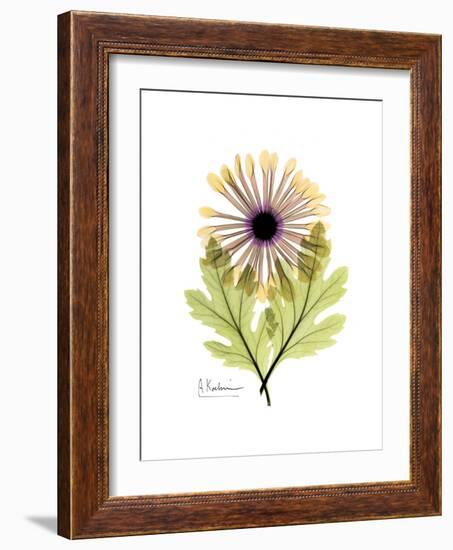 Chrysanthemum Portrait-Albert Koetsier-Framed Premium Giclee Print