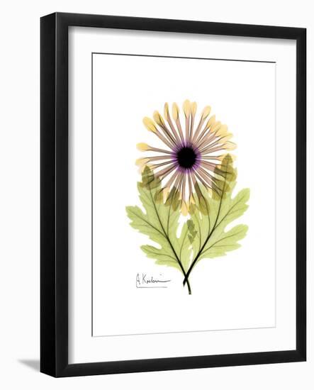 Chrysanthemum Portrait-Albert Koetsier-Framed Premium Giclee Print