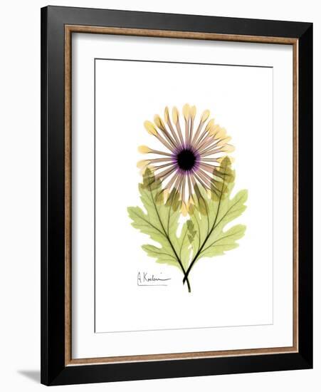 Chrysanthemum Portrait-Albert Koetsier-Framed Premium Giclee Print