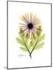 Chrysanthemum Portrait-Albert Koetsier-Mounted Premium Giclee Print