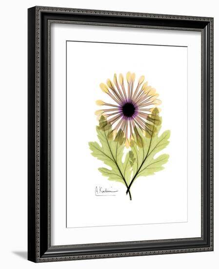 Chrysanthemum Portrait-Albert Koetsier-Framed Premium Giclee Print