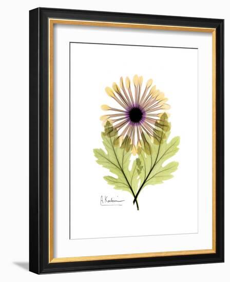 Chrysanthemum Portrait-Albert Koetsier-Framed Premium Giclee Print