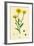 Chrysanthemum Segetum Corn Marigold-null-Framed Giclee Print