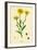 Chrysanthemum Segetum Corn Marigold-null-Framed Giclee Print
