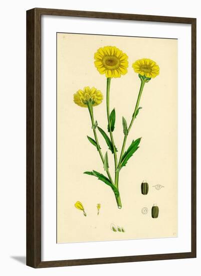 Chrysanthemum Segetum Corn Marigold-null-Framed Giclee Print