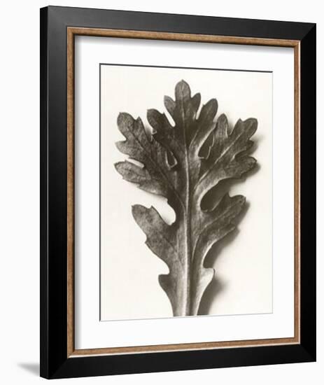 Chrysanthemum Segetum, Feverfew-Karl Blossfeldt-Framed Art Print