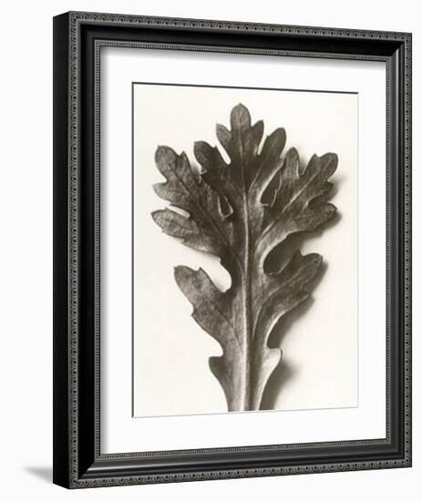 Chrysanthemum Segetum, Feverfew-Karl Blossfeldt-Framed Art Print