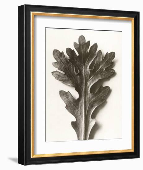 Chrysanthemum Segetum, Feverfew-Karl Blossfeldt-Framed Art Print