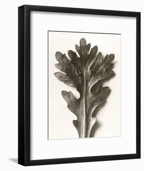 Chrysanthemum Segetum, Feverfew-Karl Blossfeldt-Framed Art Print