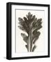 Chrysanthemum Segetum, Feverfew-Karl Blossfeldt-Framed Art Print