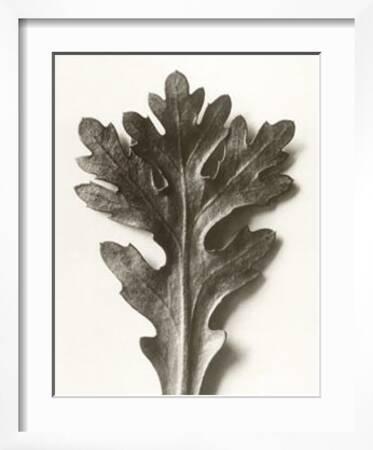 Photograph Print / Botanical Karl Blossfeldt Feverfew Chrysanthemum segetum