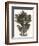 Chrysanthemum Segetum, Feverfew-Karl Blossfeldt-Framed Art Print