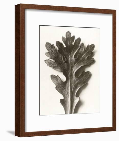 Chrysanthemum Segetum, Feverfew-Karl Blossfeldt-Framed Art Print