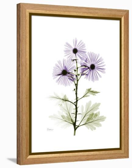 Chrysanthemum Trio-Albert Koetsier-Framed Stretched Canvas