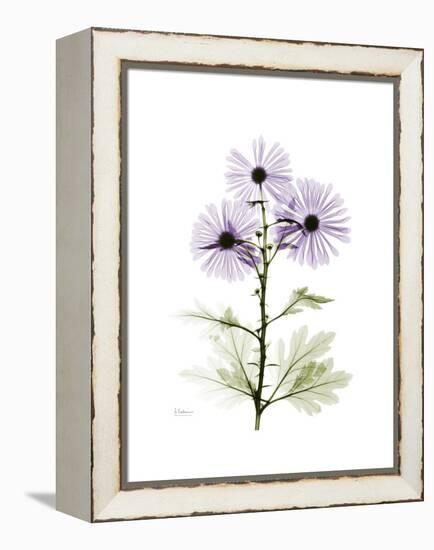 Chrysanthemum Trio-Albert Koetsier-Framed Stretched Canvas