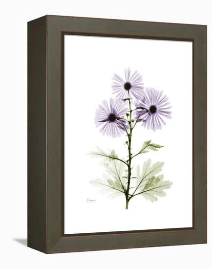 Chrysanthemum Trio-Albert Koetsier-Framed Stretched Canvas