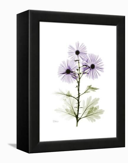 Chrysanthemum Trio-Albert Koetsier-Framed Stretched Canvas