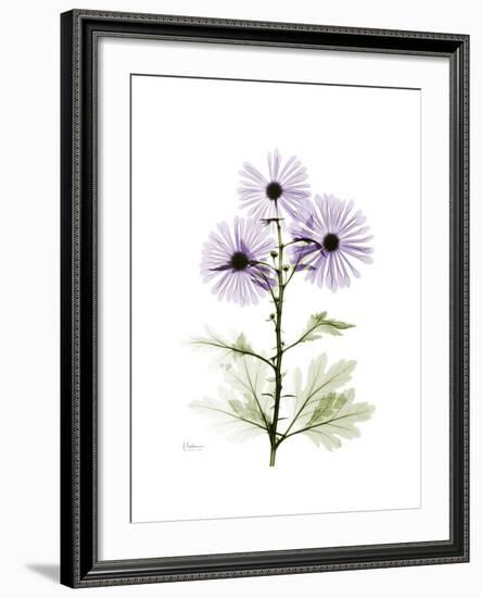 Chrysanthemum Trio-Albert Koetsier-Framed Premium Giclee Print