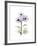 Chrysanthemum Trio-Albert Koetsier-Framed Premium Giclee Print