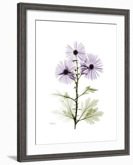 Chrysanthemum Trio-Albert Koetsier-Framed Premium Giclee Print