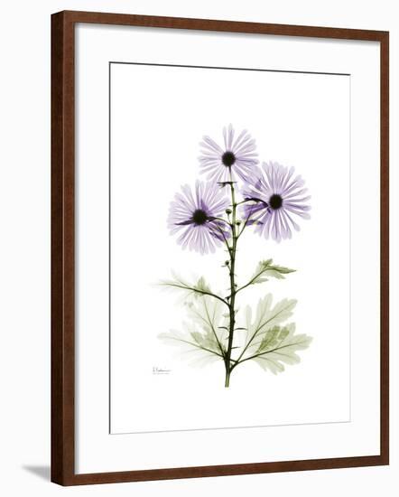 Chrysanthemum Trio-Albert Koetsier-Framed Premium Giclee Print