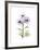 Chrysanthemum Trio-Albert Koetsier-Framed Premium Giclee Print