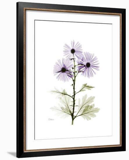 Chrysanthemum Trio-Albert Koetsier-Framed Premium Giclee Print