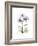 Chrysanthemum Trio-Albert Koetsier-Framed Premium Giclee Print