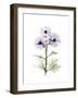 Chrysanthemum Trio-Albert Koetsier-Framed Premium Giclee Print