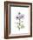 Chrysanthemum Trio-Albert Koetsier-Framed Premium Giclee Print