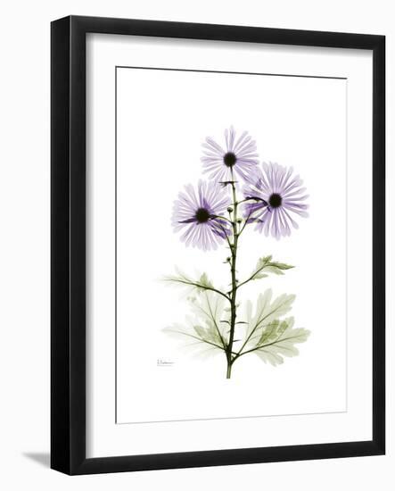 Chrysanthemum Trio-Albert Koetsier-Framed Premium Giclee Print